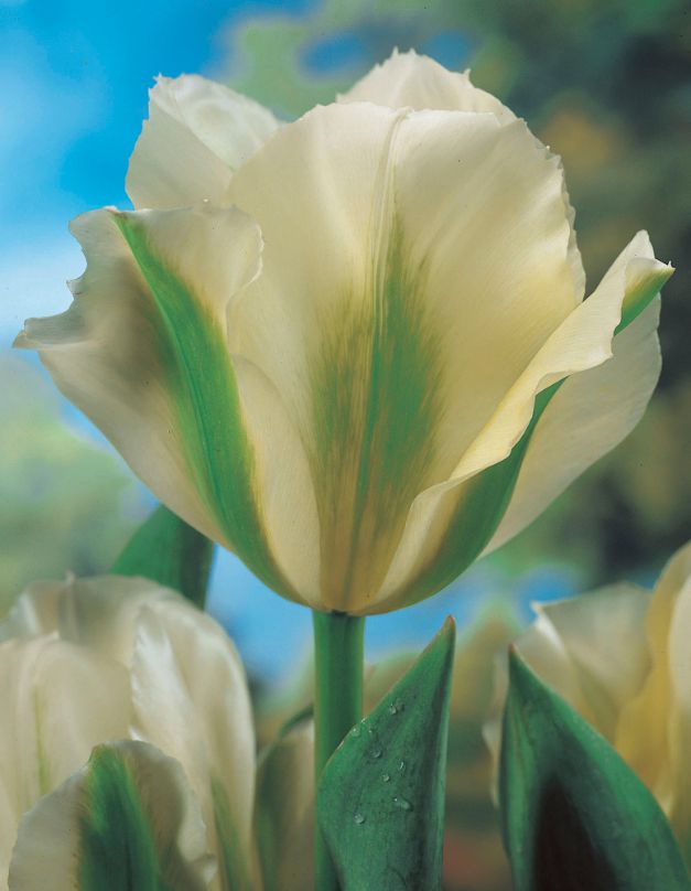 Tulp Spring Green